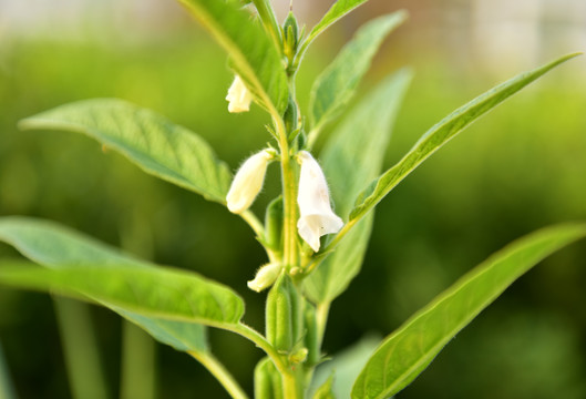 白色芝麻花