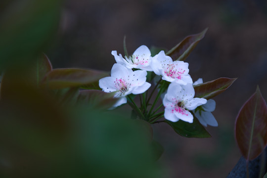 梨花梨树