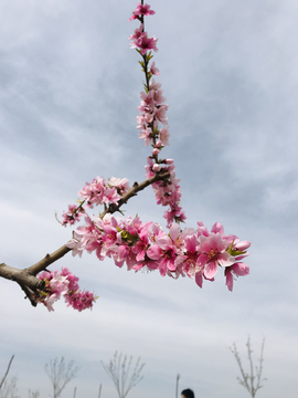 桃花朵朵开