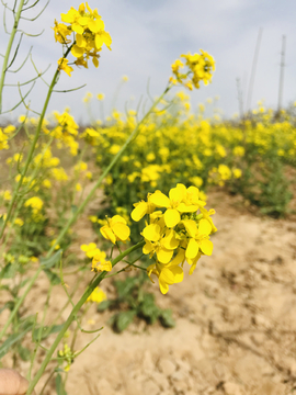 油菜花