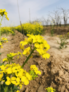 油菜花