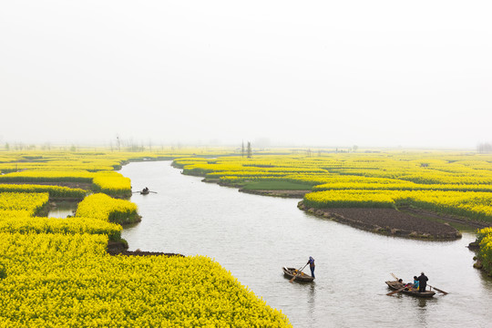 中国第三大油菜花海江苏兴化垛田