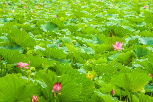 荷花池