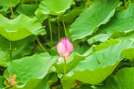 荷花池