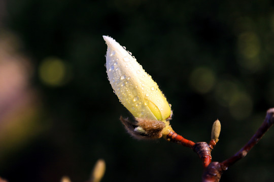 玉兰花