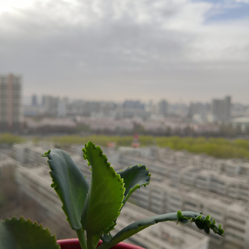 阳台盆栽