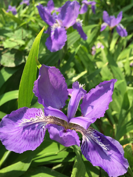 鸢尾花