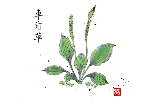 車前草