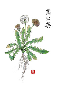 蒲公英