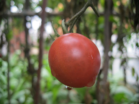 小番茄