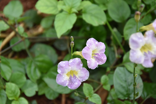 紫色牵牛花