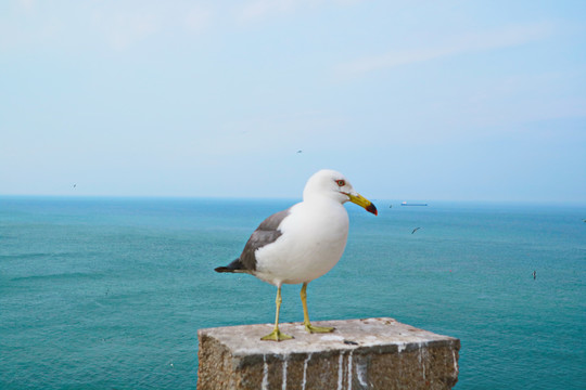 海鸥