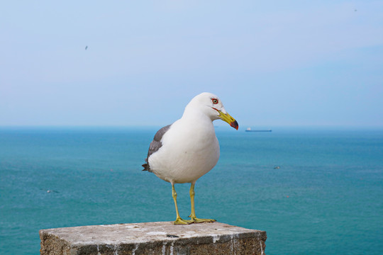 海鸥