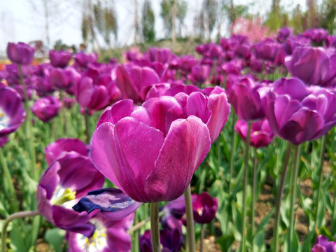 郁金香花田