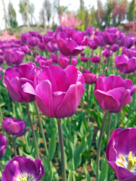 郁金香花田