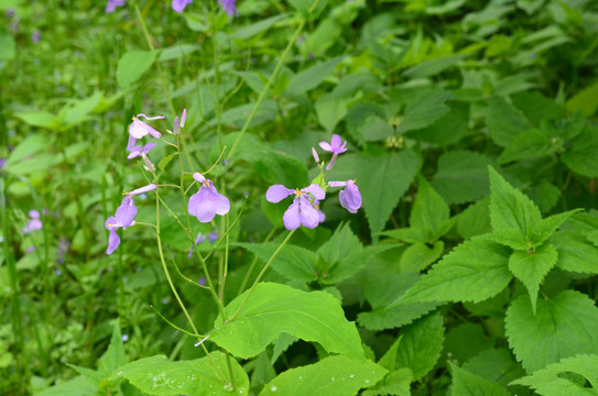 翠紫花