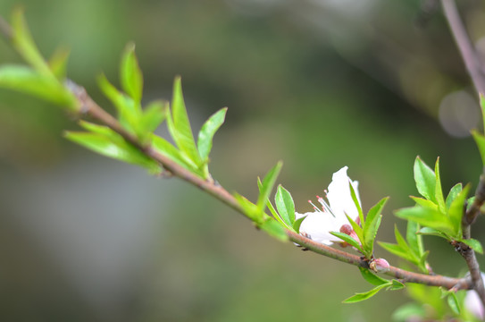 樱花枝