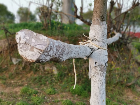 树干围栏