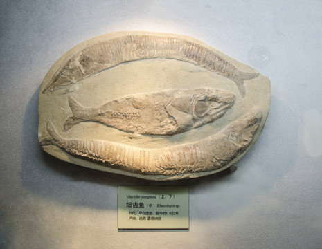 细齿鱼化石