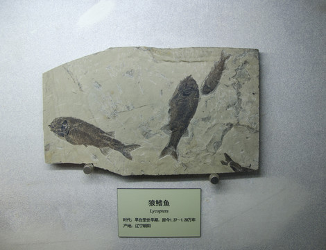 狼鳍鱼化石