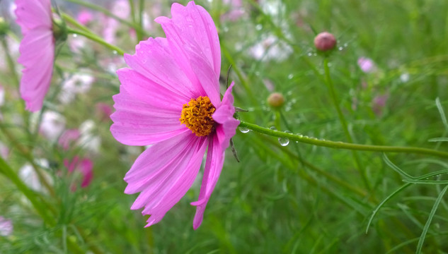 波斯菊