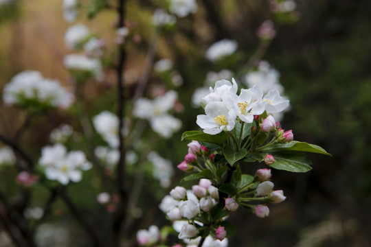 山花