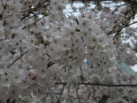 樱花