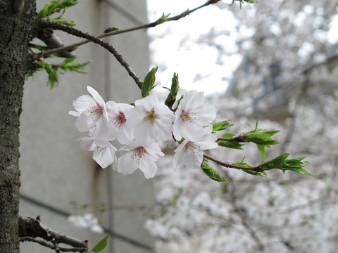 樱花和叶