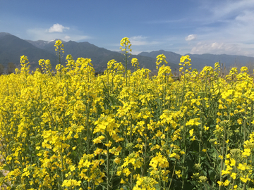 大理苍山下的油菜花田