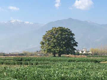 田野里的一颗树