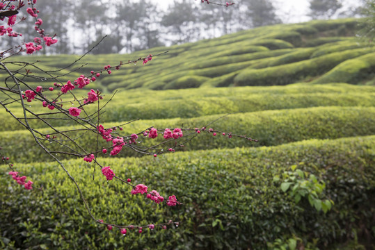 茶园风光