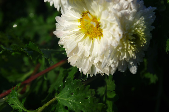 滁州贡菊