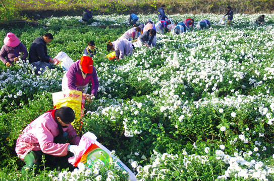 滁州贡菊采摘