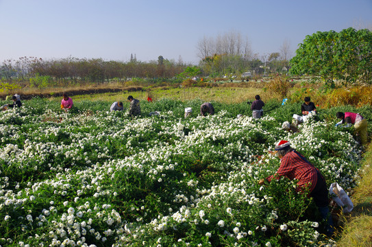 滁州贡菊