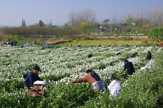 采收滁州白菊花