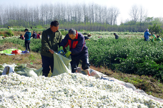 滁州贡菊