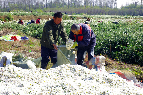 滁州贡菊