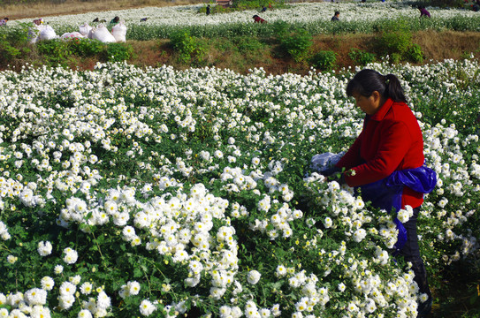 滁州贡菊