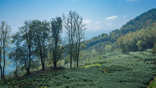 高山茶园