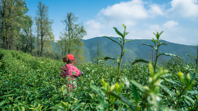 高山茶叶基地采茶女