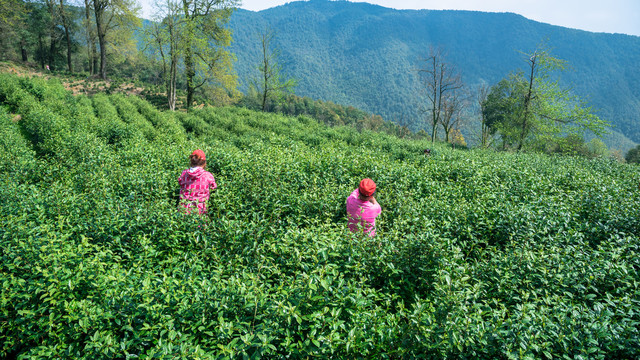 高山绿茶