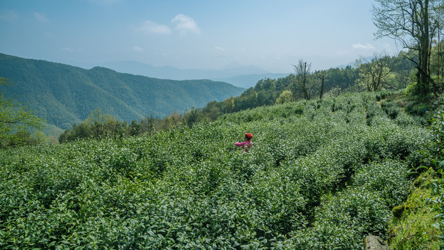 高山绿茶