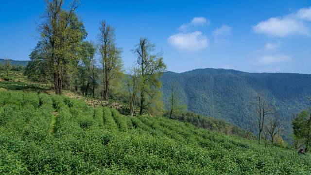 高山绿茶