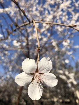 春天桃花