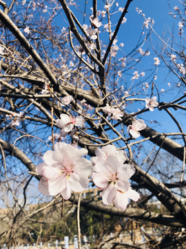 桃花树