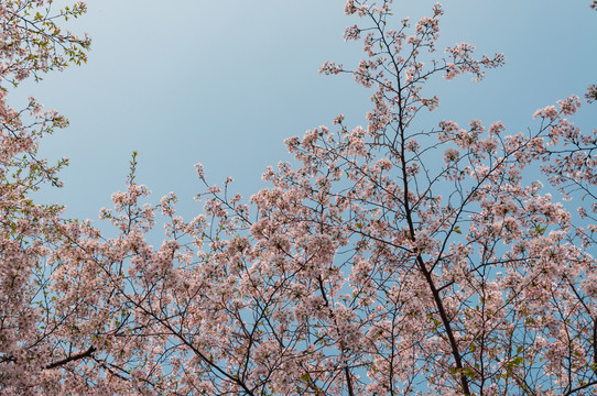 东湖樱花园