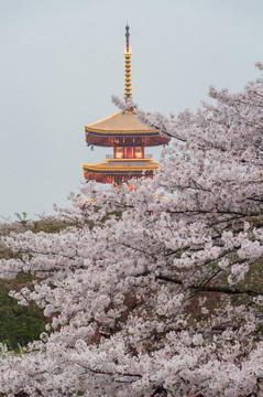 东湖樱花园