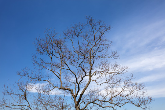 冬天的乌桕树枝