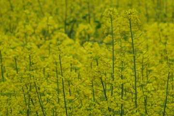 油菜花