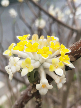 结香花